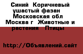 Синий, Коричневый ушастый фазан. - Московская обл., Москва г. Животные и растения » Птицы   